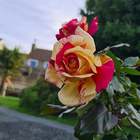 Lesroses1680 Blainville-sur-Mer