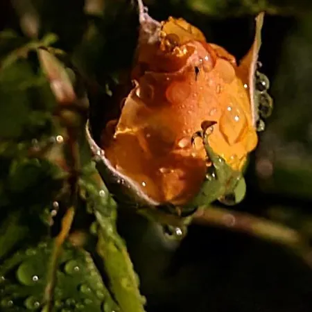 Panzió Lesroses1680