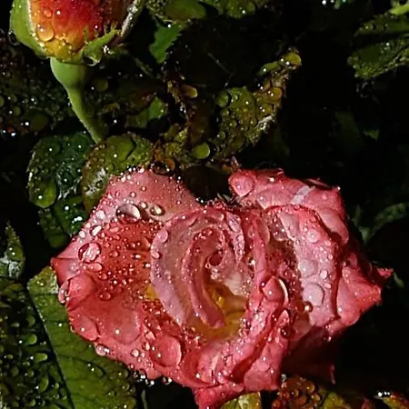 Lesroses1680 Panzió 3*