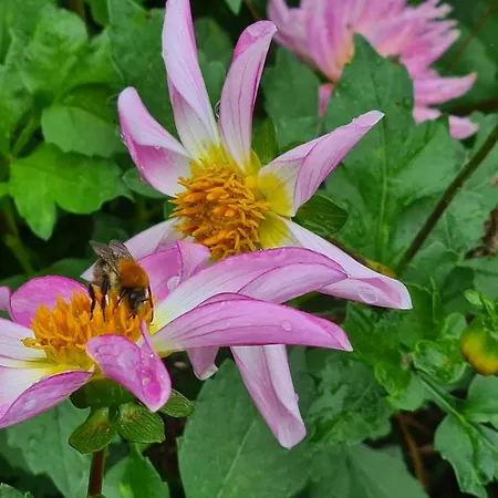 Lesroses1680 *
