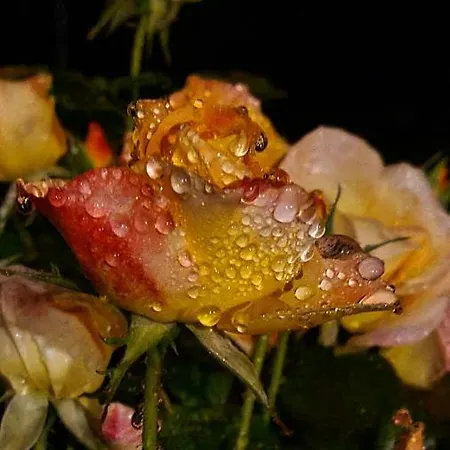 Panzió Lesroses1680 Blainville-sur-Mer