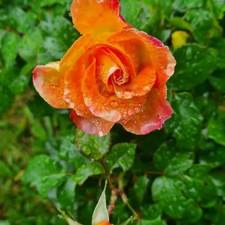 Panzió Lesroses1680 Blainville-sur-Mer