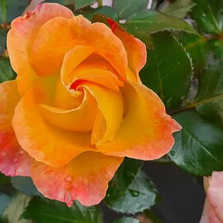Lesroses1680 Panzió Blainville-sur-Mer
