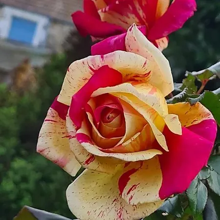 Lesroses1680 Blainville-sur-Mer