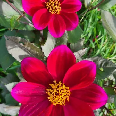 Lesroses1680 Blainville-sur-Mer