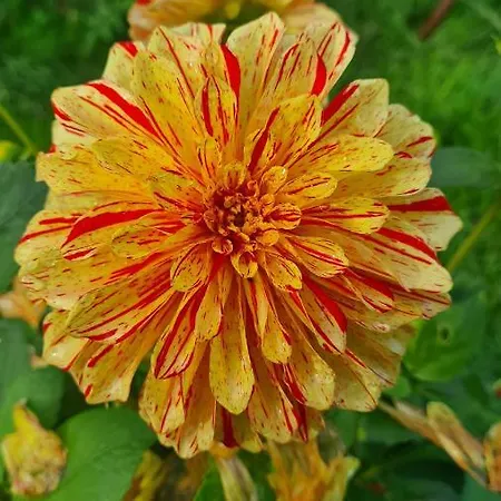 Lesroses1680 Panzió Blainville-sur-Mer
