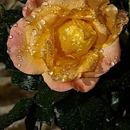 Lesroses1680 Panzió 3*