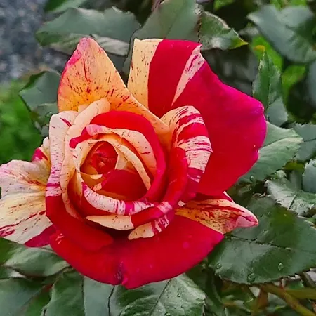Lesroses1680 * Blainville-sur-Mer