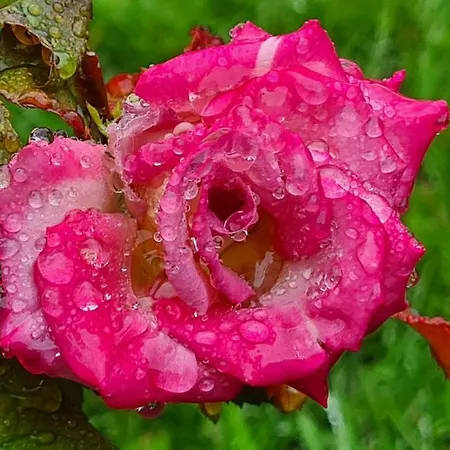 Panzió Lesroses1680