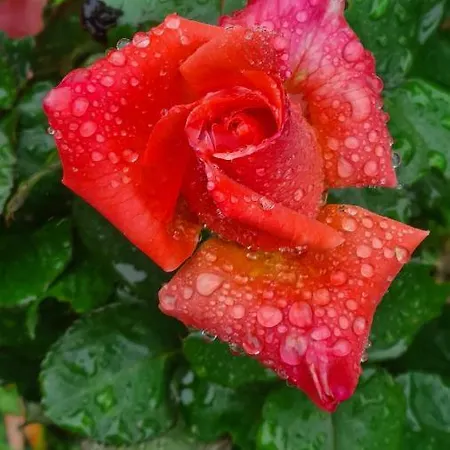 Lesroses1680
