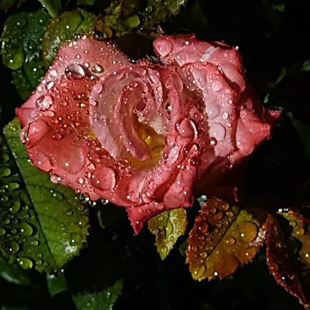 Lesroses1680 *