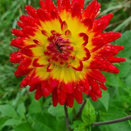 Lesroses1680 * Blainville-sur-Mer