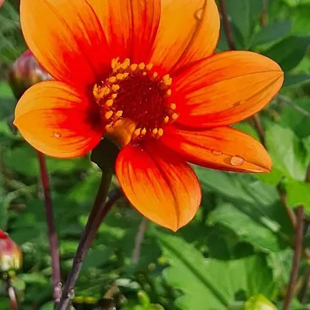 Lesroses1680