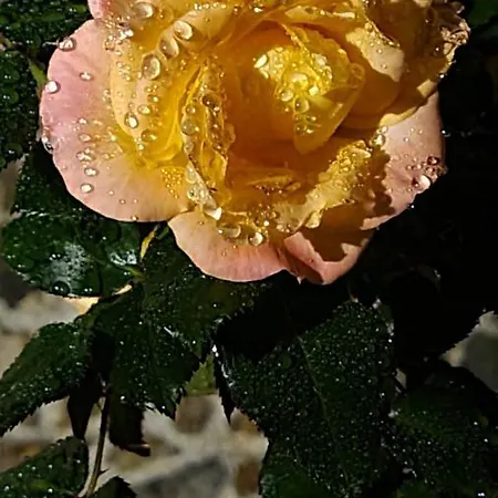 Lesroses1680 Blainville-sur-Mer