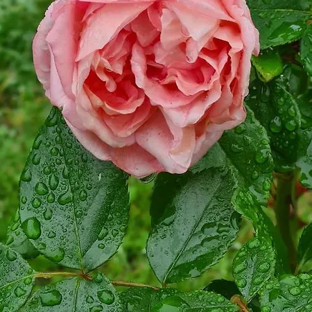 Lesroses1680 Blainville-sur-Mer
