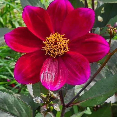 Lesroses1680 *