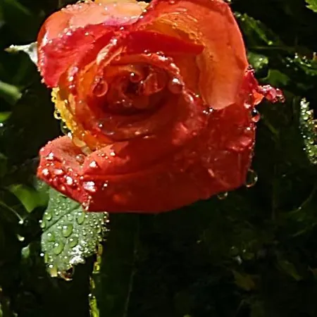 Lesroses1680 Bed and breakfast 3*