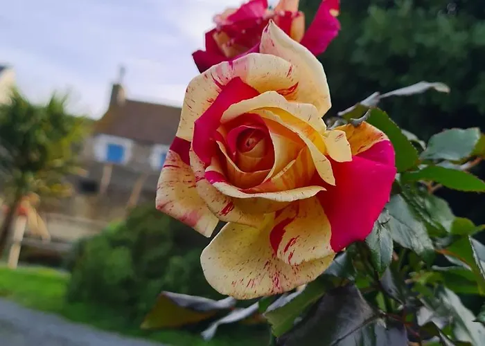 Lesroses1680 Blainville-sur-Mer