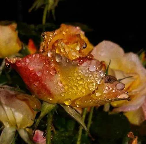 B&B Lesroses1680 Blainville-sur-Mer