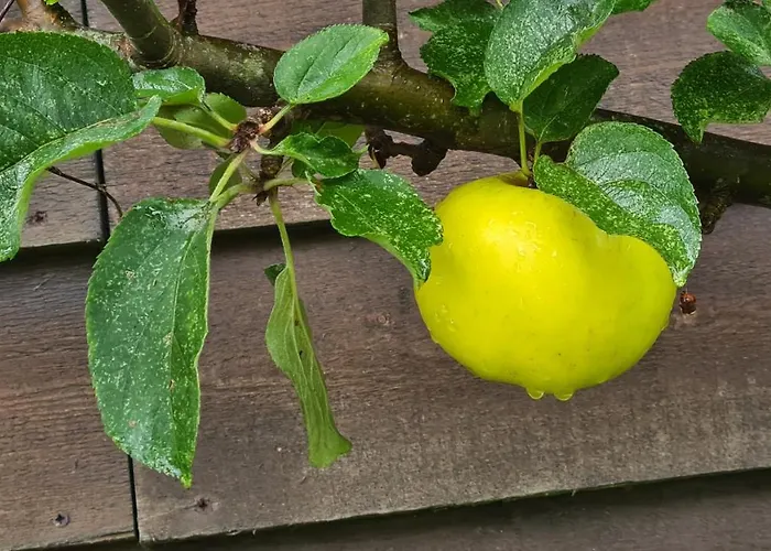 Lesroses1680 Nocleg ze śniadaniem 3*