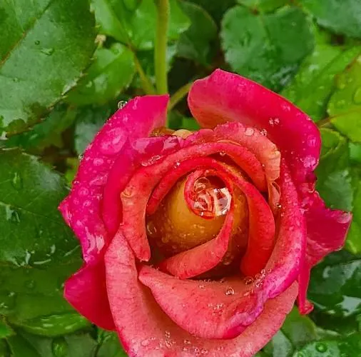 Lesroses1680 Nocleg ze śniadaniem Blainville-sur-Mer